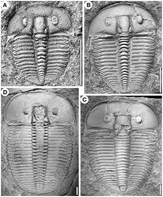 The Development of the Silurian Trilobite Aulacopleura koninckii Reconstructed by Applying Inferred Growth and Segmentation Dynamics: A Case Study in Paleo-Evo-Devo